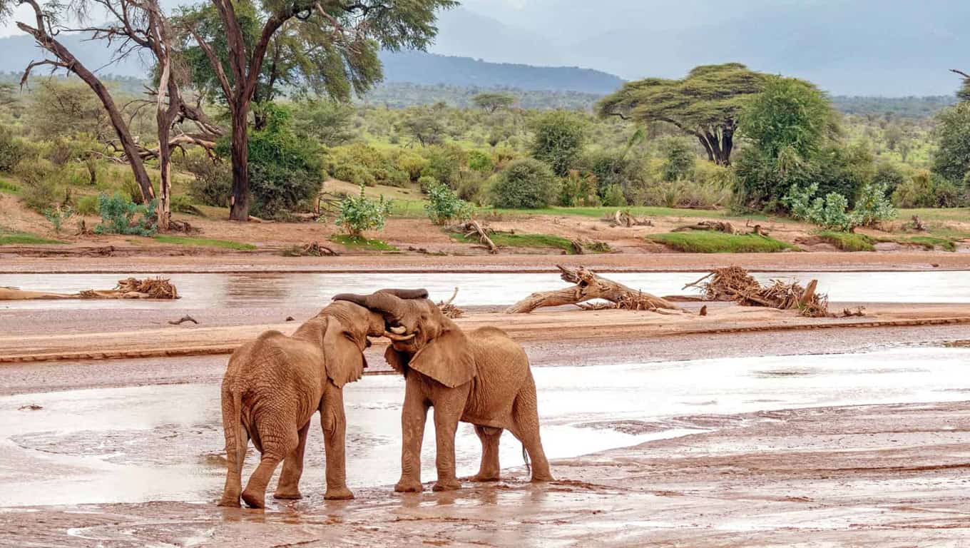 Samburu National Reserve - Kenya, Africa